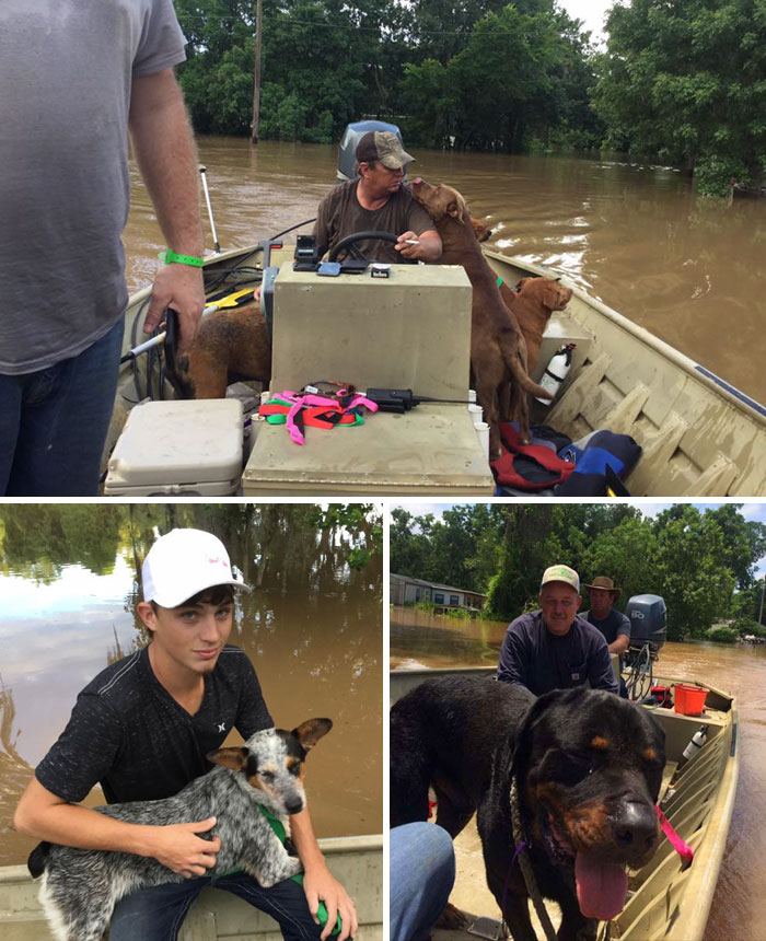 Dad And Son Rescued 30 Dogs Left Behind During The Flood
