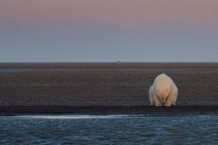 Woman Goes To Alaska To Photograph Polar Bears In Snow  But Theres No Snow