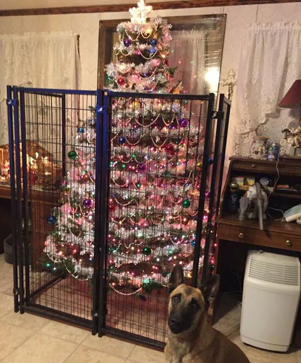Alguém não deve ser confiável com uma árvore de Natal decorada