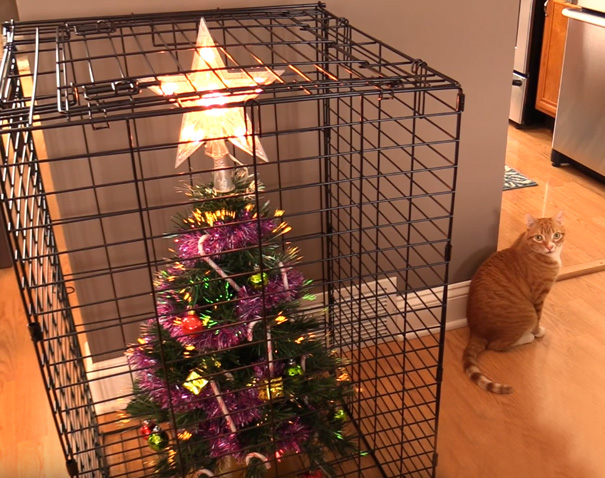 Como proteger a árvore de Natal de seu gato?  Use uma gaiola.  Para a árvore