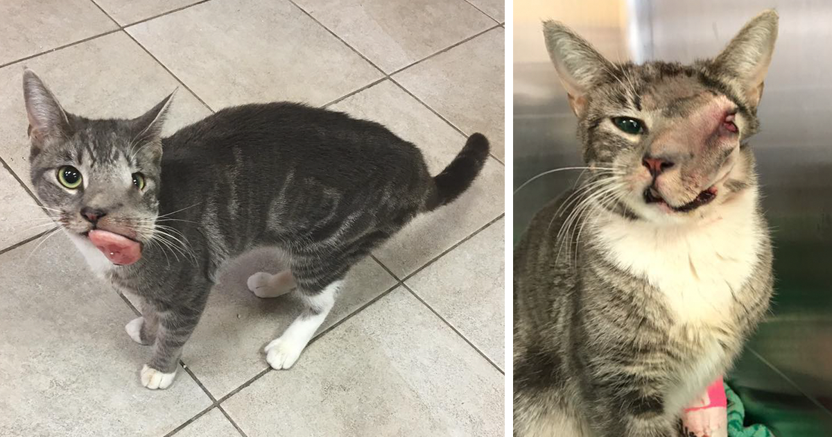 Cat With Giant Tumor Finally Gets Her Smile Back, But Now She’s Looking