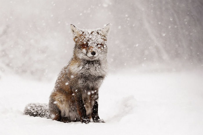  stunning winter fox photos make fall 