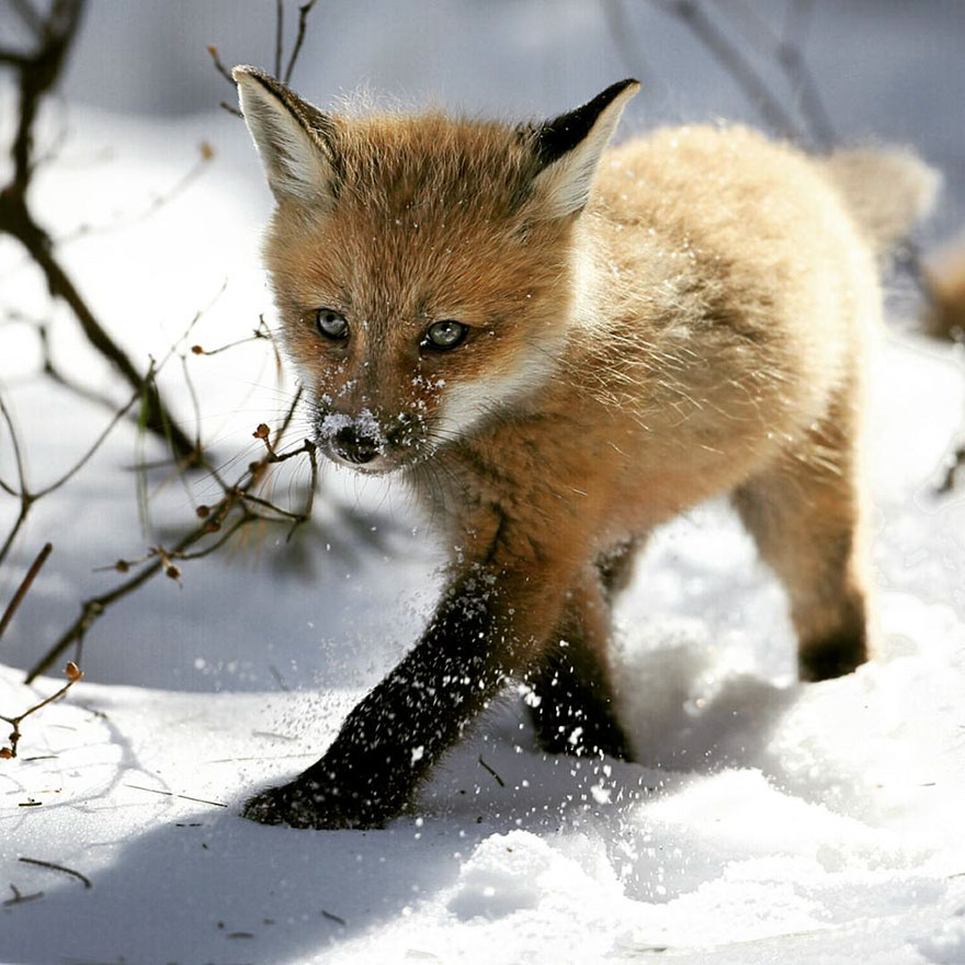 winter-fox-photography-23-5852627b67801__880.jpg