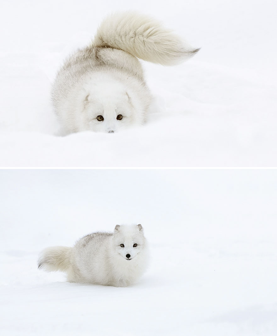 winter-fox-photography-30-5852947304235__880.jpg