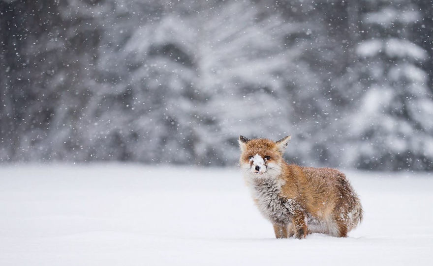 winter-fox-photography-41-5852a7c54cb39__880.jpg