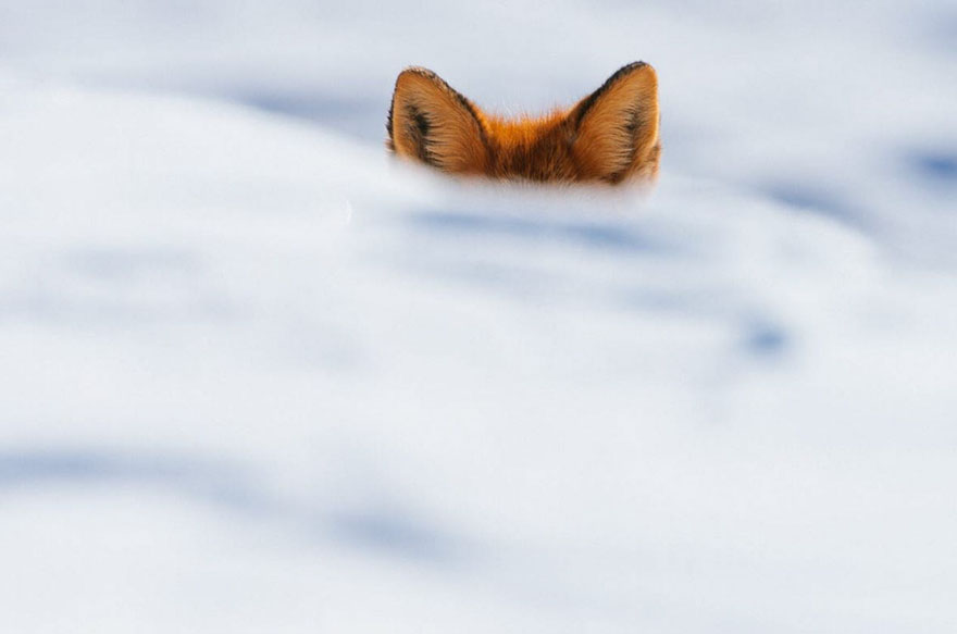winter-fox-photography-51-5852ad85cb8aa__880.jpg