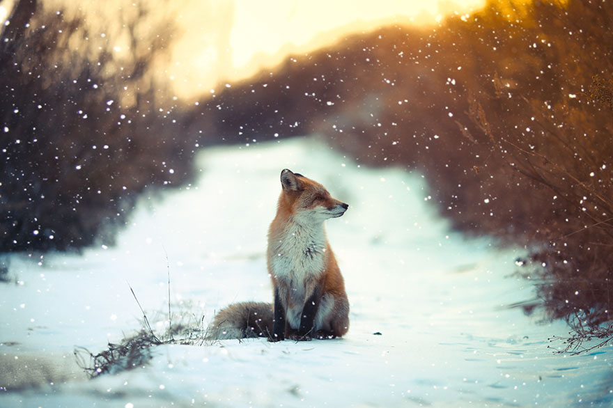 winter-fox-photography-73-5853ec79b4e28__880.jpg
