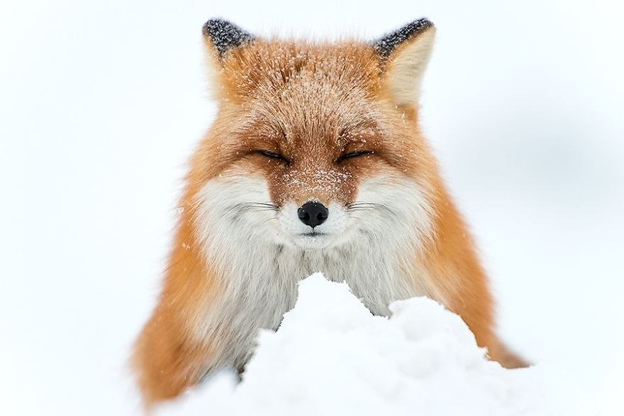 winter-fox-photography-9-585256e68d999__880.jpg