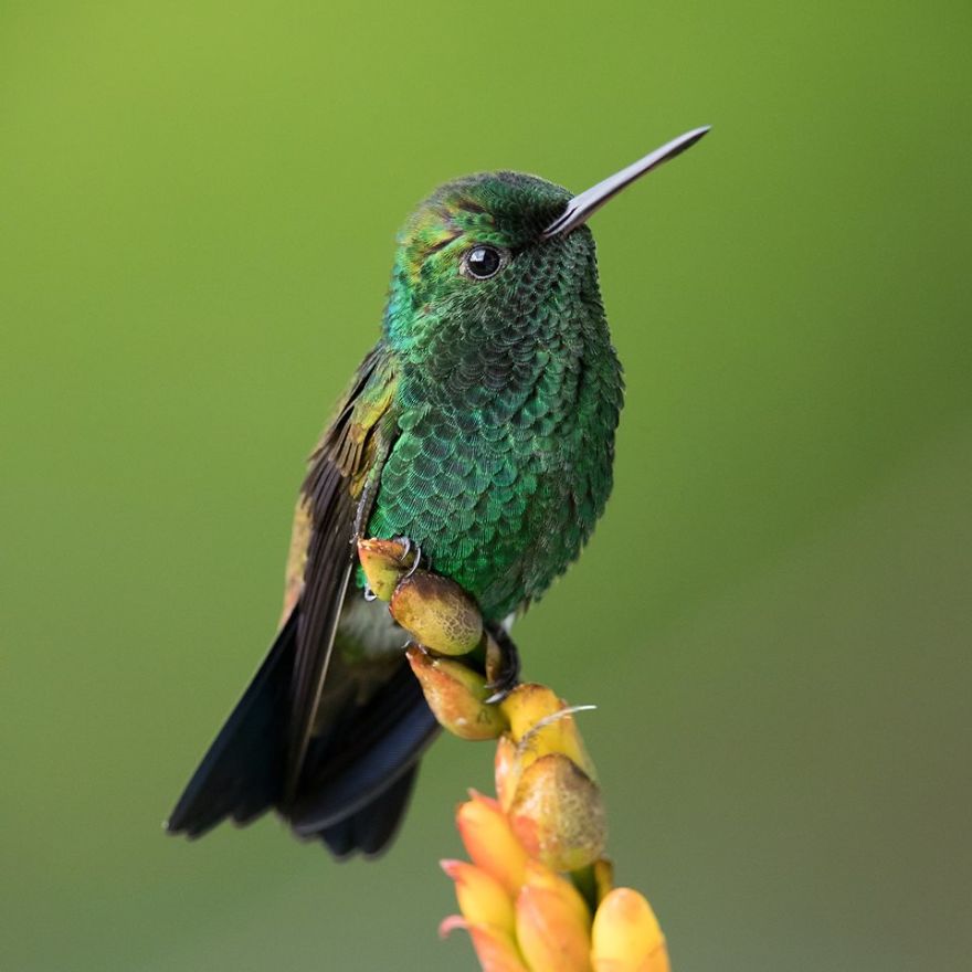  visited caribbean shoot hummingbirds 