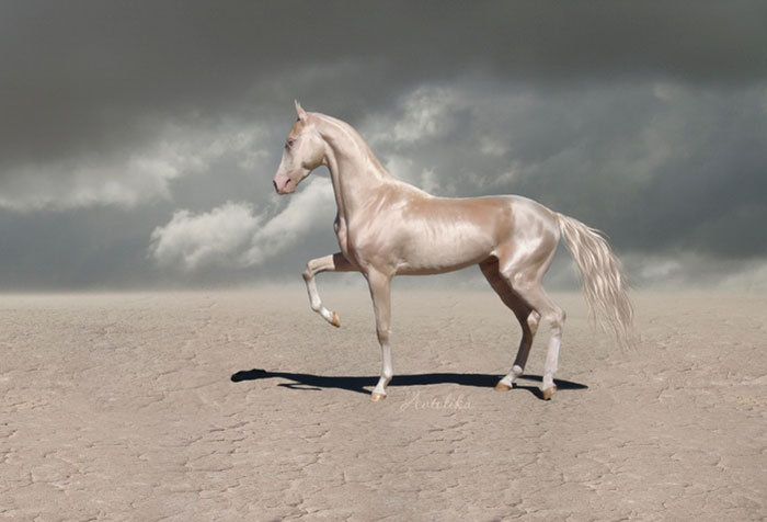 beautiful-horse-shiny-blonde-hair-akhal-teke-4.jpg