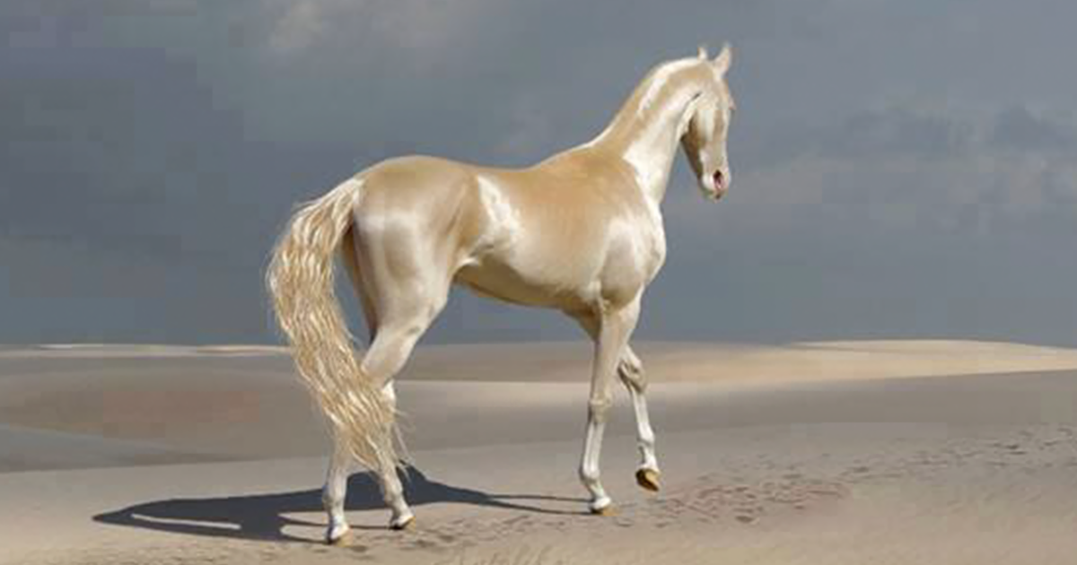 horses with blond hair