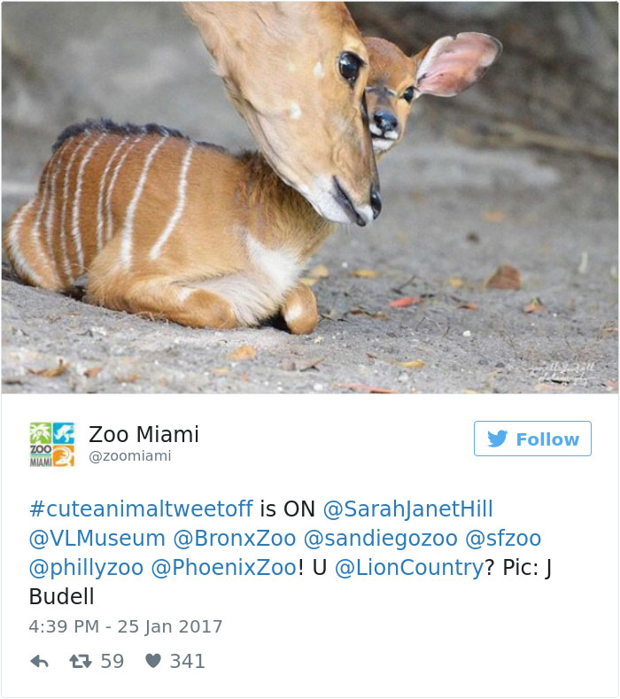 cute-zoo-animal-tweet-off-12.jpg