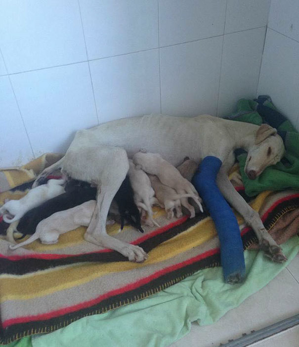 dog-mother-broken-leg-leads-vets-puppies-spain-6