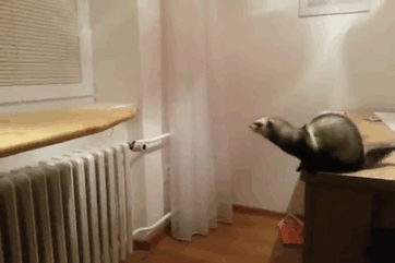 Ferret Jumps Majestically Through The Air