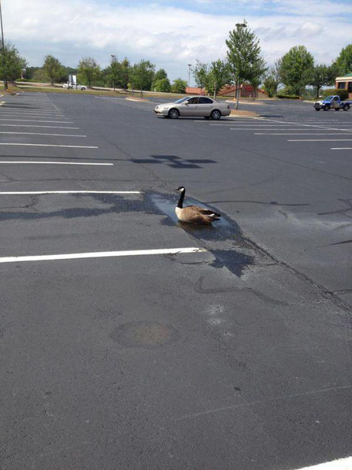 Optimistic Goose