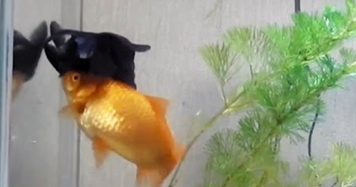 Do goldfish sleep?