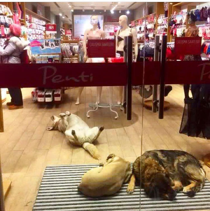 shops-help-stray-animals-istanbul-8