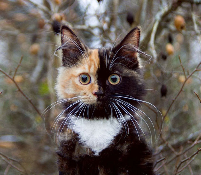two-faced cat