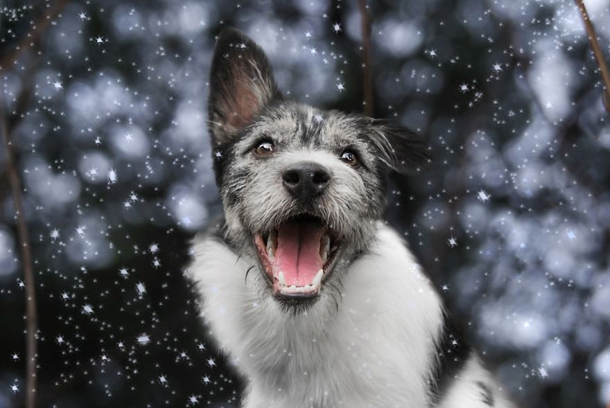  photographed wonderful dog kitka 