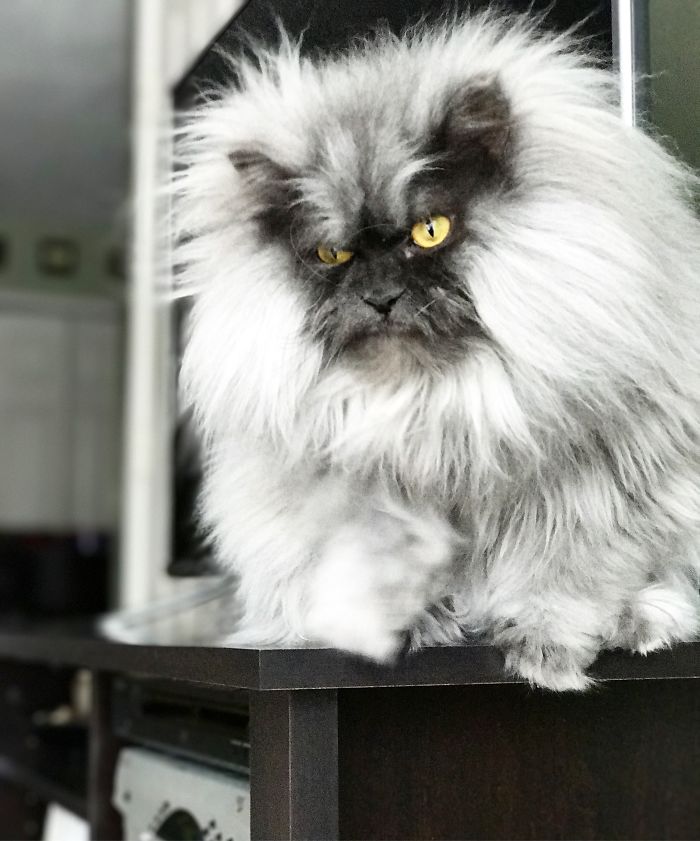 Meet Juno, The Angriest Cat In The World