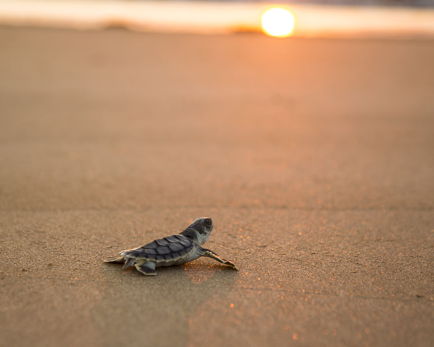 A Baby Turtle At Sunset. NT