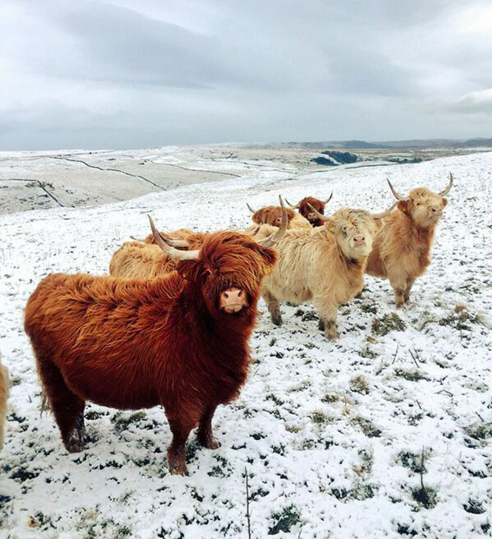 These Cows Look Like They're About To Drop The Hottest Indie Rock Album Of The Year