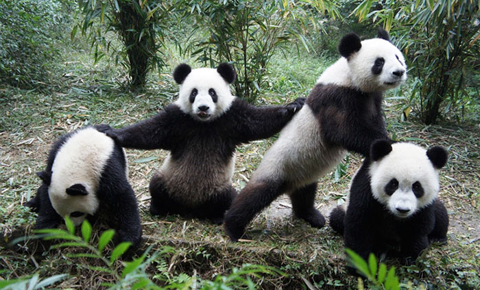 Wu-Tang-Panda, la mejor banda de rap de la selva oeste