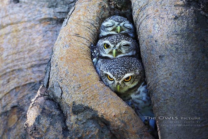 The Pop Trio Owls