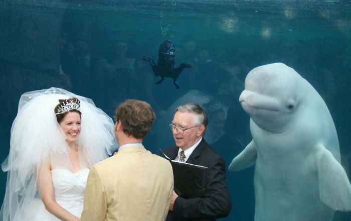 Una beluga se coló en la foto de una boda y los memes no tardaron en llegar