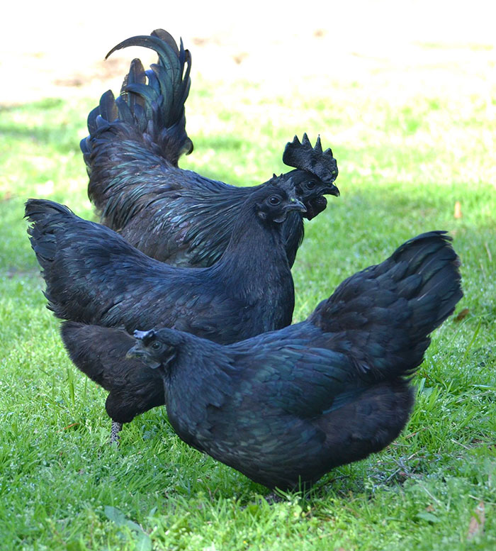 This Rare “Goth Chicken” Is 100% Black From Its Feathers To Its