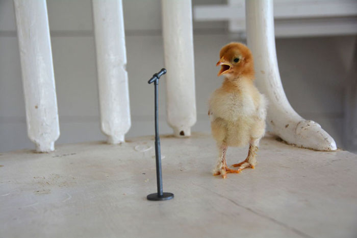 Owning The Stage, Grand Prize Winner (US) / 1st Place In Weird But True By Kate Anderson, Age 12