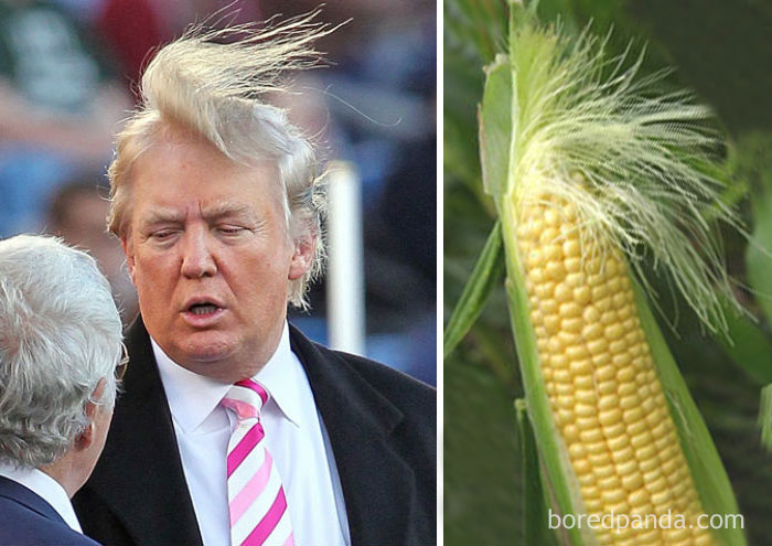 Donald Trump Or This Ear Of Corn?