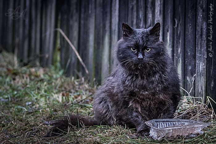 Look Into Abandoned Cat’s Eyes: Photographer From Riga Captured Homeless Cats Around The City