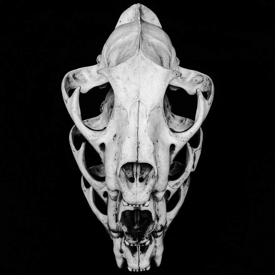  art death photograph skulls 