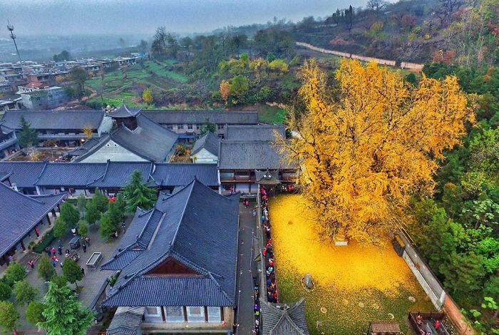 1,400 Year Old Ginkgo Tree Drops A Carpet Of Golden Leaves Within The Walls Of The Gu Guanyin Buddhist Temple In The Zhongnan Mountains In China