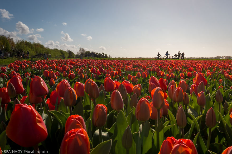  photographed endless dutch tulip fields 