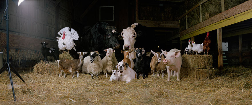 farm-animal-portraits-rob-macinnis-18