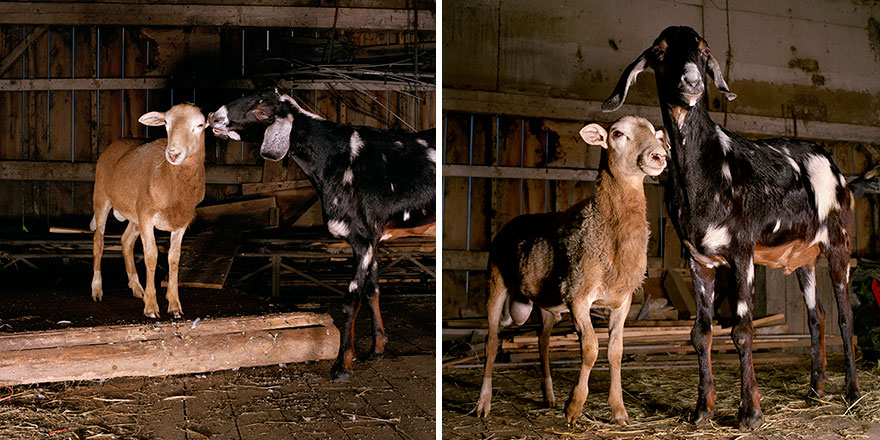 farm-animal-portraits-rob-macinnis-29