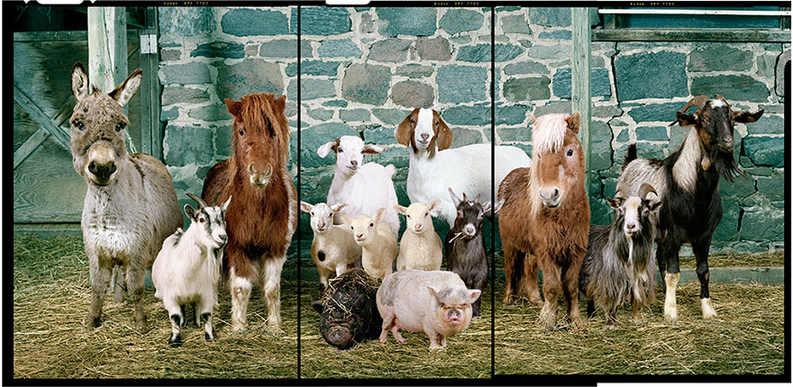 farm-animal-portraits-rob-macinnis-35