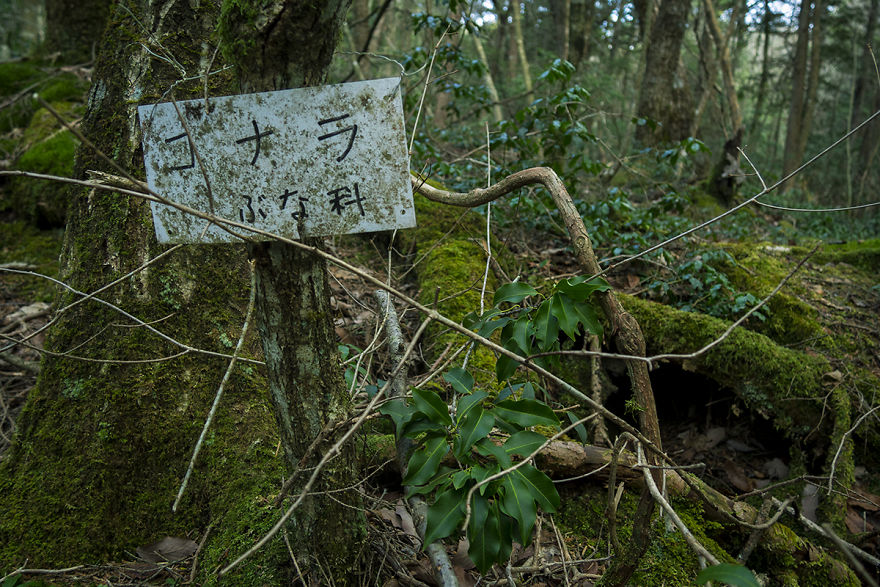 I Went Hiking By Myself To Aokigahara, Japans Suicide Forest