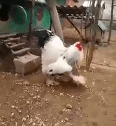 giant-chicken-4.gif
