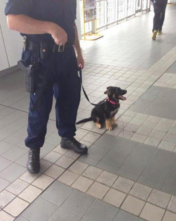 One Day, I'll Be A Big Police Dog