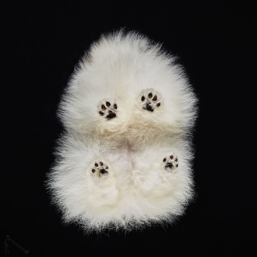 Under-dogs: I Photograph Dogs From Underneath
