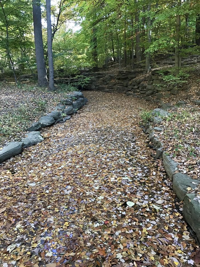 The Falling Leaves Covered Up This Stream So Much That It Looks Like Solid Ground At First Glance