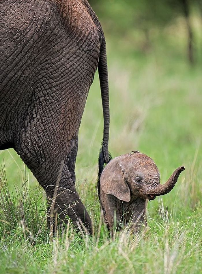 10+ Baby Elephants That Will Instantly Make You Smile Bored Panda