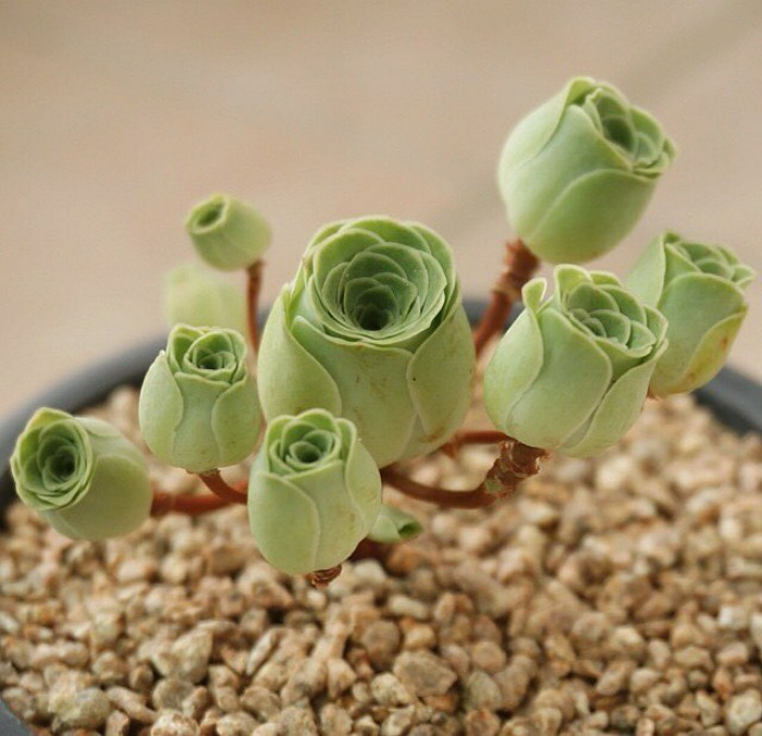 Greenovia Dodrentalis - piękne rośliny wyglądające jak róże.
