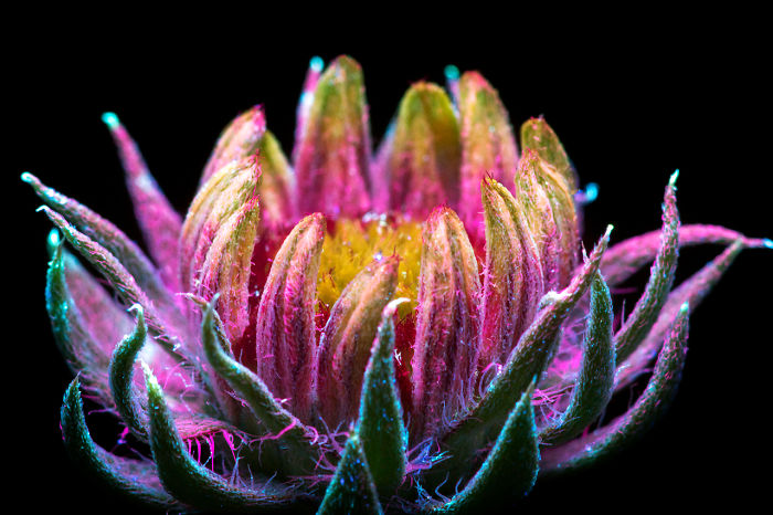  photographed invisible light plants emit 