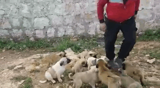 cat-man-aleppo-rescues-dog-puppies-syria-22