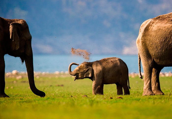 Elefantes bebés 