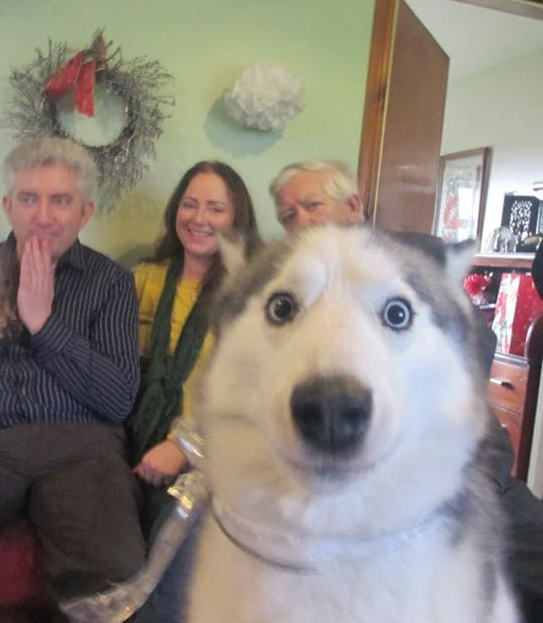 Fotos: cuando los perros arruinan la foto familiar perfecta
